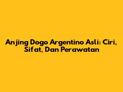 Anjing Dogo Argentino Asli: Ciri, Sifat, Dan Perawatan