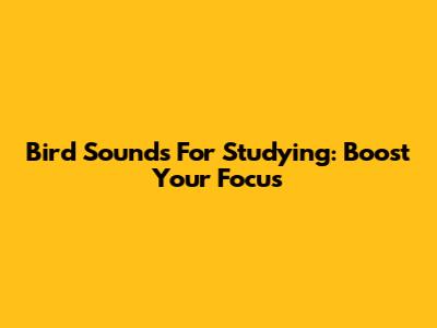 Bird Sounds For Studying: Boost Your Focus