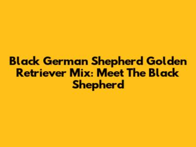 Black German Shepherd Golden Retriever Mix: Meet The "Black Shepherd"