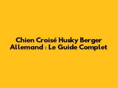 Chien Croisé Husky Berger Allemand : Le Guide Complet