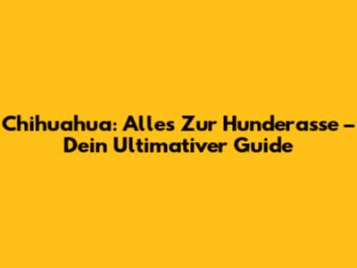 Chihuahua: Alles Zur Hunderasse – Dein Ultimativer Guide