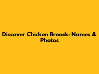 Discover Chicken Breeds: Names & Photos