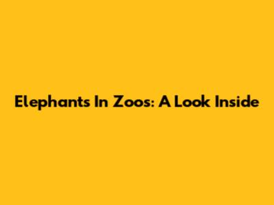 Elephants In Zoos: A Look Inside