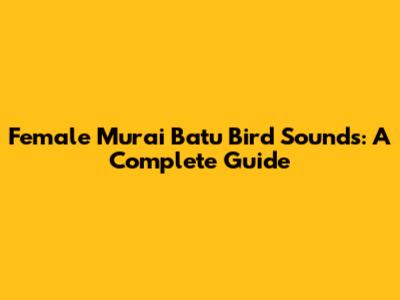 Female Murai Batu Bird Sounds: A Complete Guide