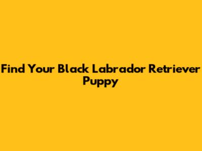 Find Your Black Labrador Retriever Puppy