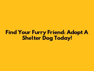 Find Your Furry Friend: Adopt A Shelter Dog Today!