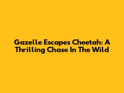 Gazelle Escapes Cheetah: A Thrilling Chase In The Wild
