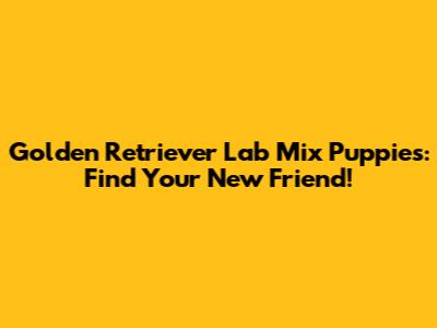Golden Retriever Lab Mix Puppies: Find Your New Friend!