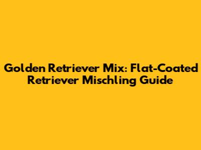 Golden Retriever Mix: Flat-Coated Retriever Mischling Guide