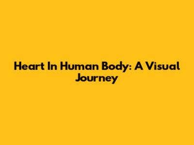 Heart In Human Body: A Visual Journey