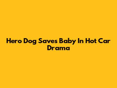 Hero Dog Saves Baby In Hot Car Drama