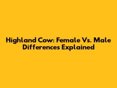 Highland Cow: Female Vs. Male Differences Explained