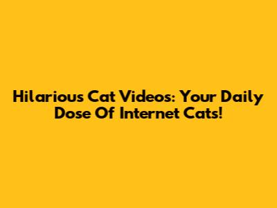 Hilarious Cat Videos: Your Daily Dose Of Internet Cats!