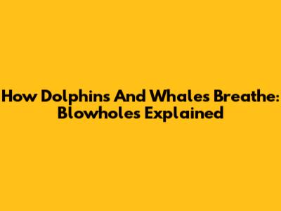 How Dolphins And Whales Breathe: Blowholes Explained