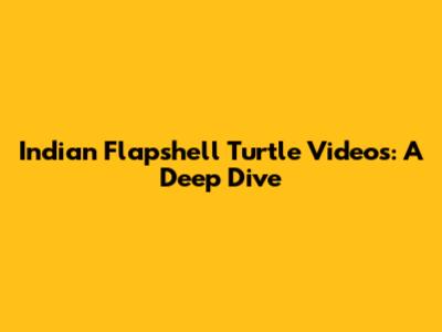 Indian Flapshell Turtle Videos: A Deep Dive
