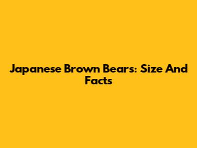 Japanese Brown Bears: Size And Facts