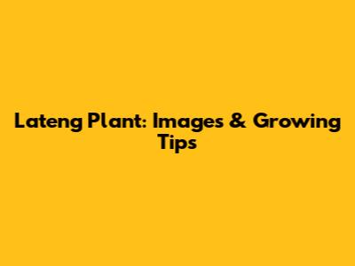 Lateng Plant: Images & Growing Tips