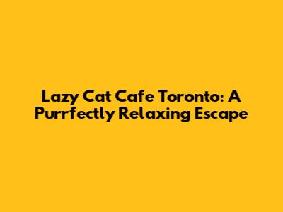 Lazy Cat Cafe Toronto: A Purrfectly Relaxing Escape