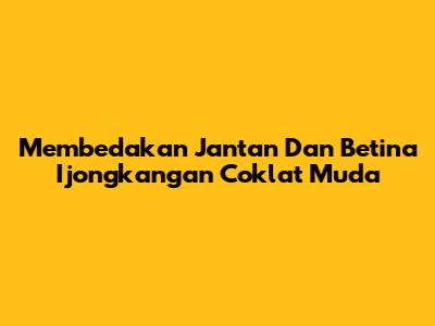 Membedakan Jantan Dan Betina Ijongkangan Coklat Muda