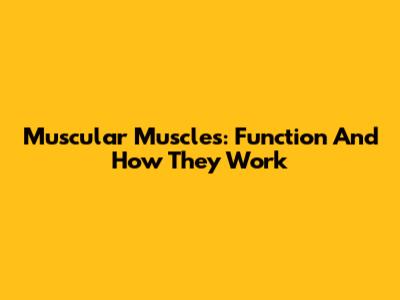 Muscular Muscles: Function And How They Work
