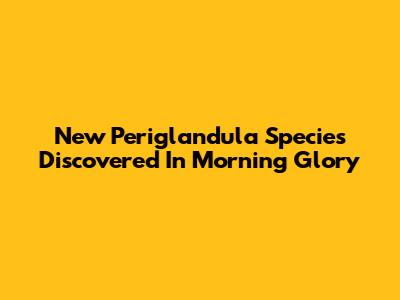New Periglandula Species Discovered In Morning Glory
