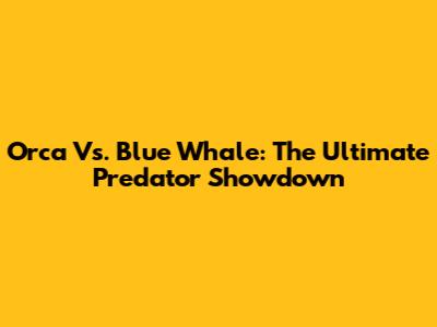 Orca Vs. Blue Whale: The Ultimate Predator Showdown