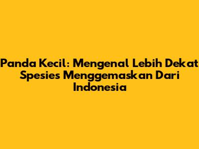 Panda Kecil: Mengenal Lebih Dekat Spesies Menggemaskan Dari Indonesia