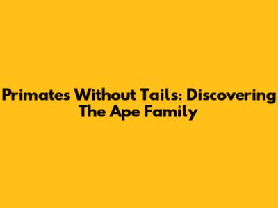 Primates Without Tails: Discovering The Ape Family