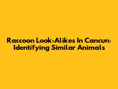 Raccoon Look-Alikes In Cancun: Identifying Similar Animals