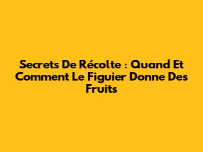 Secrets De Récolte : Quand Et Comment Le Figuier Donne Des Fruits