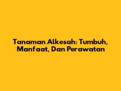 Tanaman Alkesah: Tumbuh, Manfaat, Dan Perawatan