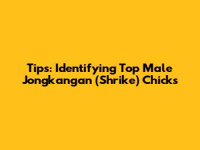 Tips: Identifying Top Male Jongkangan (Shrike) Chicks